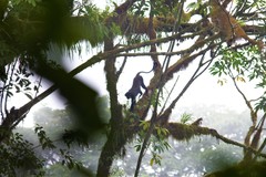 Preuss's Monkey photo 3