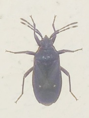 Euscopus indecorus