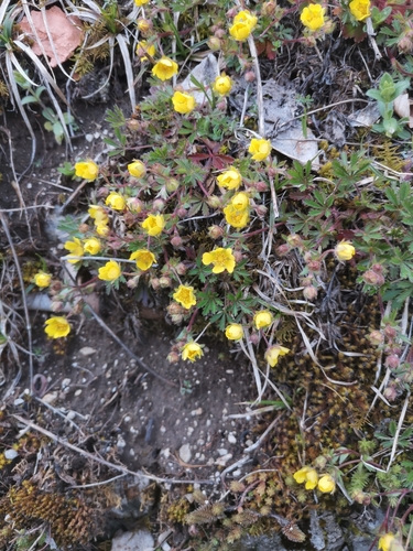 Spring cinquefoil (Potentilla pusilla)