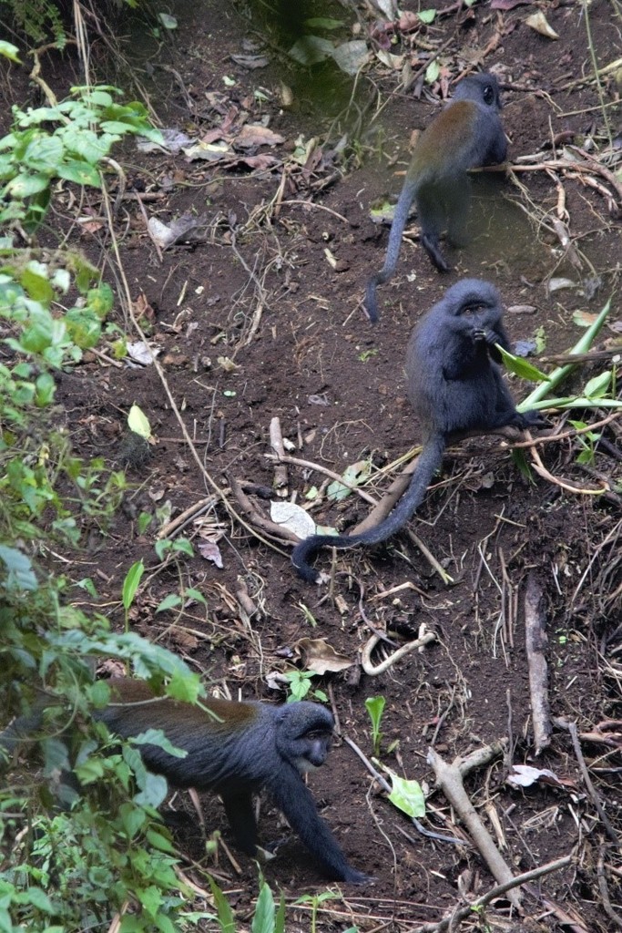 Preuss's Monkey (Allochrocebus preussi) - Know Your Mammals