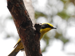 Lichenostomus melanops