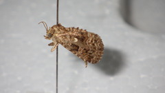 Protodeltote distinguenda