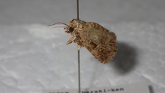 Protodeltote distinguenda