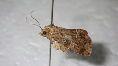 Protodeltote distinguenda