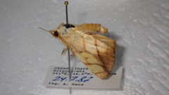 Xanthodes transversa