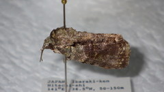 Blenina senex