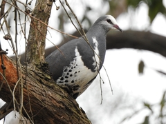 Wonga Pigeon photo 5