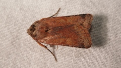 Agrochola haematidea