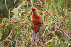 Platycercus elegans adelaidae