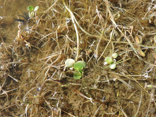 Image of Bacopa rotundifolia by (c) Favian Flores Medina, some rights reserved (CC BY)