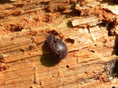 Aesalus scarabaeoides