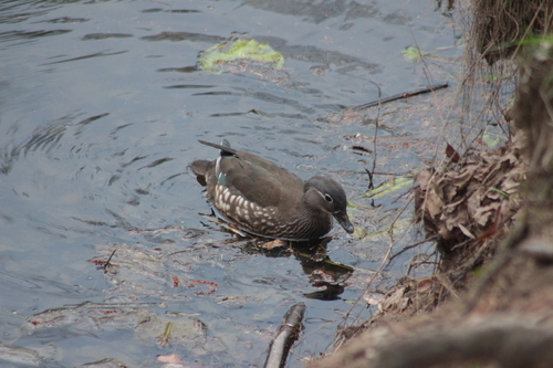 Canard mandarin, femelle