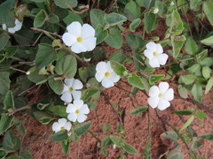 Thunbergia dregeana