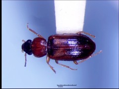 Bradycellus rupestris