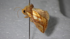 Plusia festucae