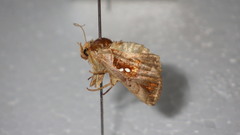 Erythroplusia rutilifrons