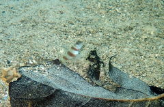 Amblyeleotris steinitzi