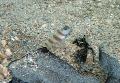 Amblyeleotris steinitzi