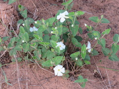 Thunbergia dregeana