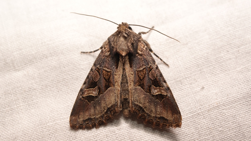 Trigonophora jodea