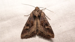 Trigonophora jodea