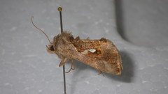 Macdunnoughia crassisigna