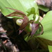 Clustered Lady's Slipper - Photo (c) Dan and Raymond, some rights reserved (CC BY-NC-SA)