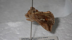 Macdunnoughia crassisigna