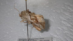 Macdunnoughia purissima