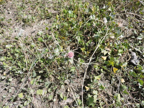 Image of Pearly globe amaranth by (c) Favian Flores Medina, some rights reserved (CC BY)