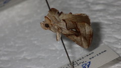 Macdunnoughia purissima