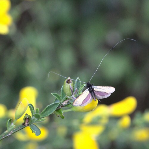 Adela reaumurella