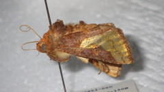 Thysanoplusia intermixta