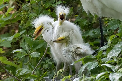 Great Egret photographed in South Carolina