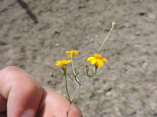 Image of Thymophylla Gentryi (Thymophylla gentryi) by (c) Favian Flores Medina, some rights reserved (CC BY)