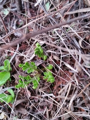 Sceptridium lunarioides