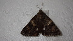 Catocala actaea