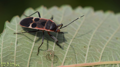 Physopelta gutta gutta