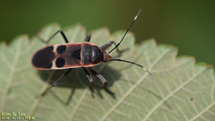 Physopelta gutta gutta