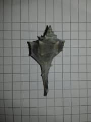 Bolinus brandaris