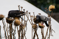 Columba livia domestica