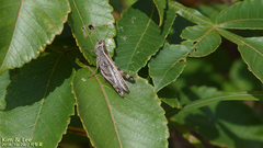 Shirakiacris shirakii