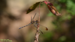 Sympetrum eroticum