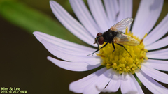 Tachinidae