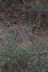 Lonicera subspicata denudata