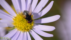 Tachinidae