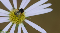 Tachinidae