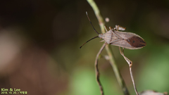 Homoeocerus marginiventris