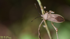 Homoeocerus marginiventris