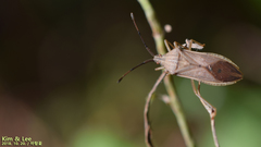 Homoeocerus marginiventris